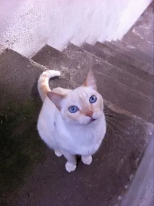 Gato raça SRD idade 6 ou mais anos nome Wally