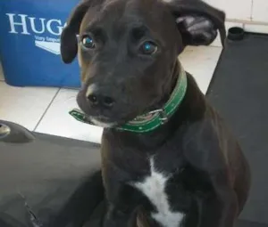 Cachorro raça mestiço idade 2 a 6 meses nome Thor
