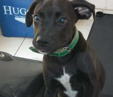 Cachorro ra a mestiço idade 2 a 6 meses nome Thor