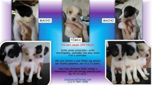 Cachorro raça SRD idade 2 a 6 meses nome TRIO