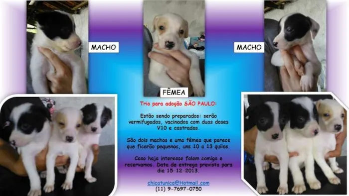 Cachorro ra a SRD idade 2 a 6 meses nome TRIO
