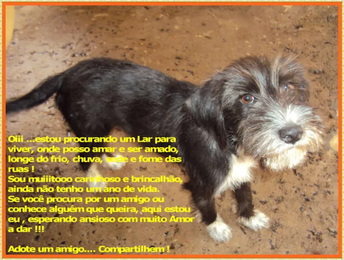 Cachorro ra a  idade 7 a 11 meses nome Sem Nome