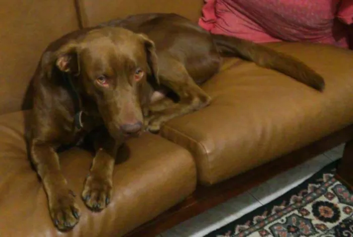 Cachorro ra a SRD idade 1 ano nome sem nome
