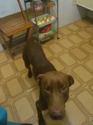 Cachorro raça SRD idade 1 ano nome sem nome