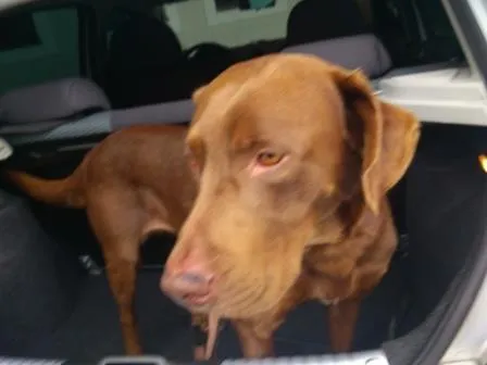 Cachorro ra a SRD idade 1 ano nome sem nome