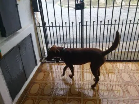 Cachorro ra a SRD idade 1 ano nome sem nome