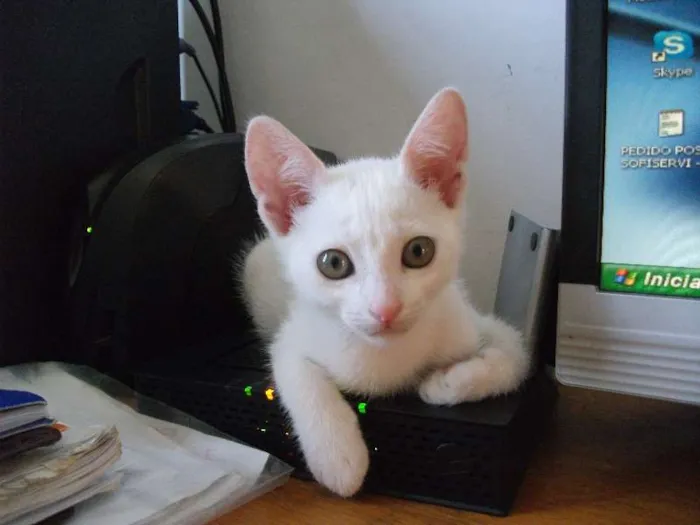 Gato ra a branquinho idade 2 a 6 meses nome LUY
