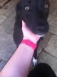 Presilha