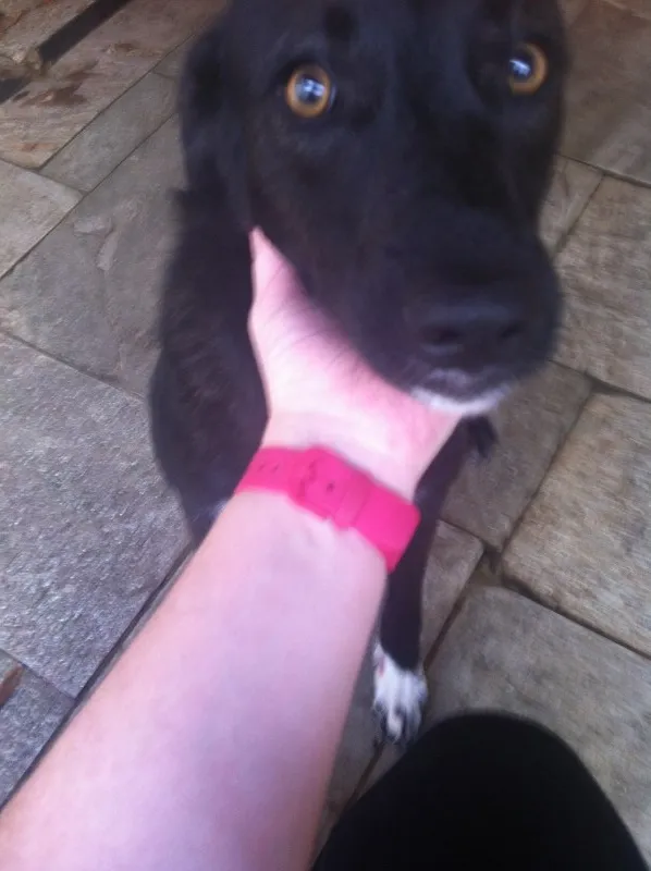 Cachorro ra a Srd idade 1 ano nome Presilha