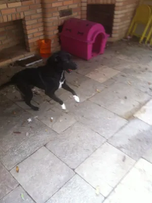 Cachorro raça Srd idade 1 ano nome Presilha