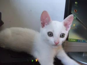 Gato raça branquinho idade 2 a 6 meses nome LUY