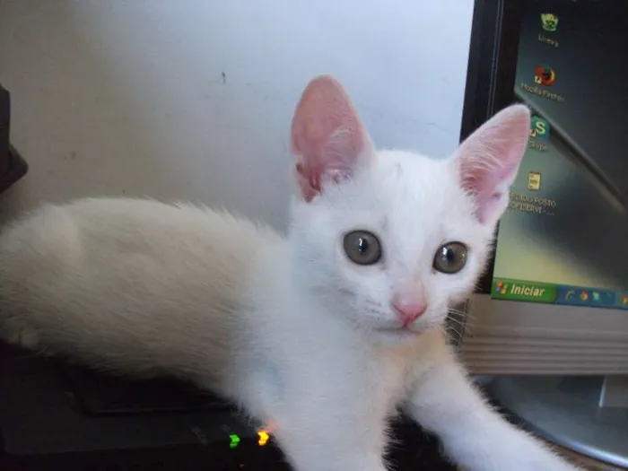 Gato ra a branquinho idade 2 a 6 meses nome LUY