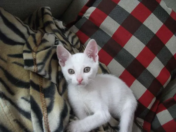 Gato ra a branquinho idade 2 a 6 meses nome LUY