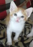 LORENZO