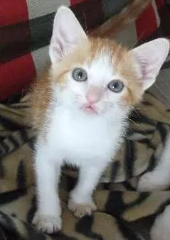 Gato ra a AMARELO idade 2 a 6 meses nome LORENZO