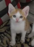 LORENZO