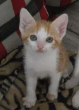 Gato ra a AMARELO idade 2 a 6 meses nome LORENZO