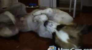 Cachorro raça srd idade 1 ano nome mel