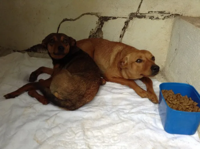 Cachorro ra a SRD idade 1 ano nome Joao e maria