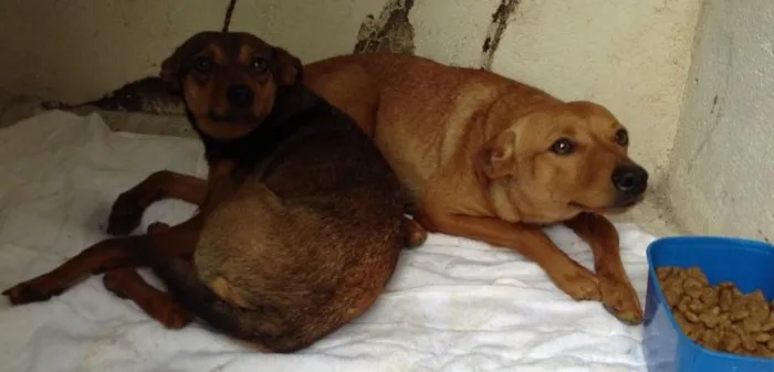 Cachorro ra a SRD idade 1 ano nome Joao e maria