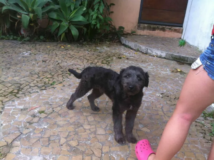 Cachorro ra a Poodle idade 1 ano nome Mou
