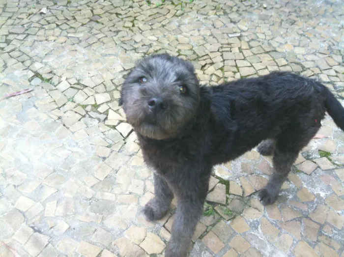 Cachorro ra a Poodle idade 1 ano nome Mou