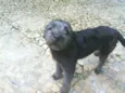 Mou