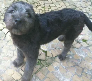 Cachorro raça Poodle idade 1 ano nome Mou
