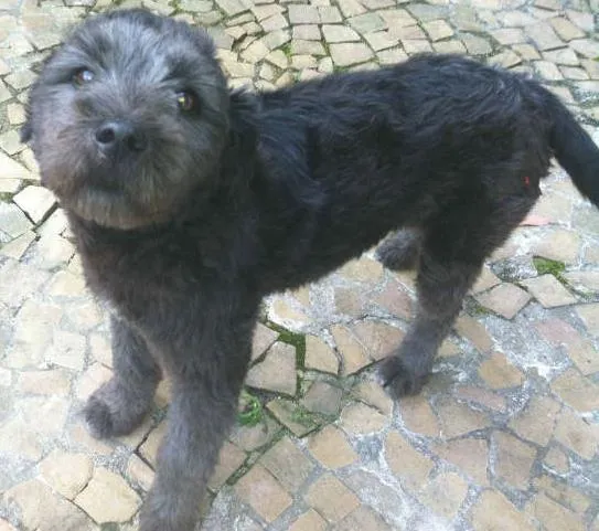 Cachorro ra a Poodle idade 1 ano nome Mou