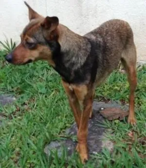 Cachorro raça SRD idade 1 ano nome Maria