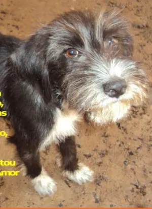 Cachorro raça  idade 7 a 11 meses nome Sem Nome