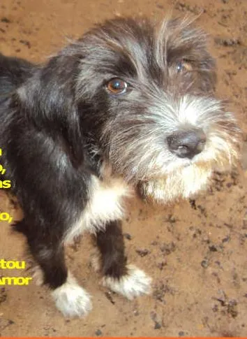 Cachorro ra a  idade 7 a 11 meses nome Sem Nome