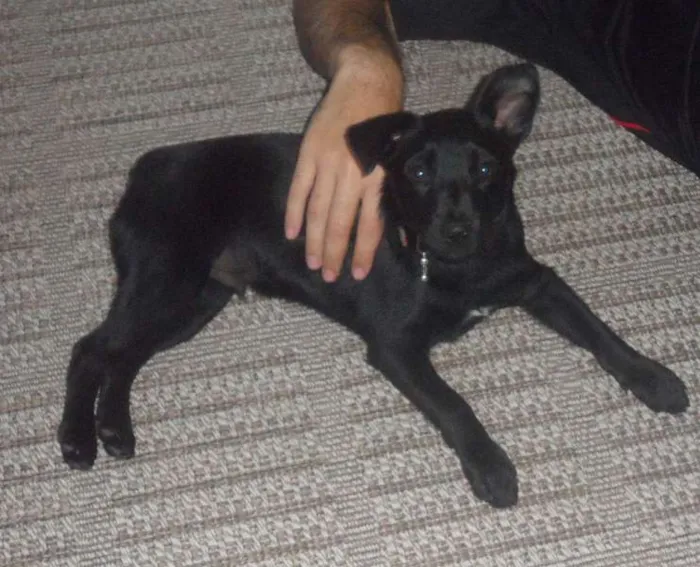 Cachorro ra a SRD idade 2 a 6 meses nome TORRESMO