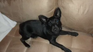 Cachorro raça SRD idade 2 a 6 meses nome TORRESMO
