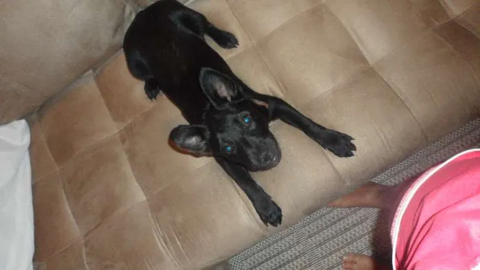 Cachorro ra a SRD idade 2 a 6 meses nome TORRESMO