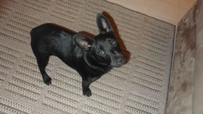 Cachorro ra a SRD idade 2 a 6 meses nome TORRESMO
