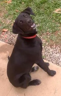 Cachorro ra a Labrador idade 2 a 6 meses nome Jully
