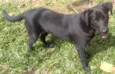 Jully