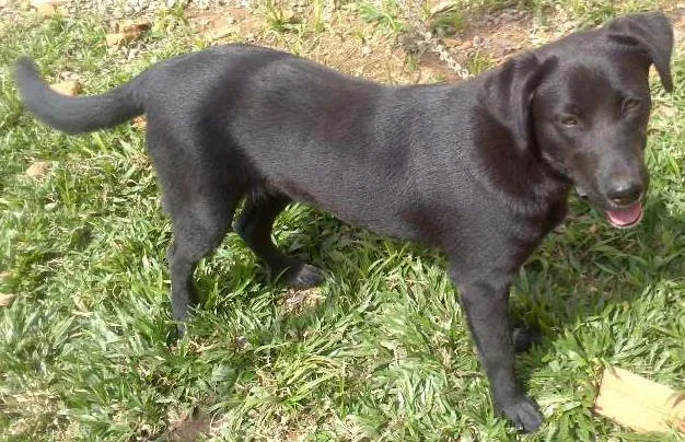 Cachorro ra a Labrador idade 2 a 6 meses nome Jully
