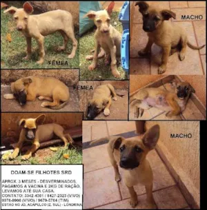 Cachorro raça SRD idade 2 a 6 meses nome 4 filhotes