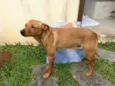 Cachorro raça SRD idade 1 ano nome Joao