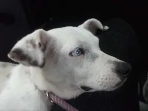 Cachorro raça SRD idade 2 anos nome Diamante