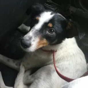 Cachorro ra a SRD idade 2 anos nome Pérola