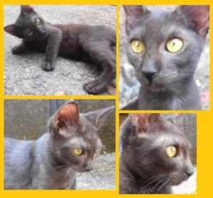 Gato raça SRD idade 2 a 6 meses nome Edgar