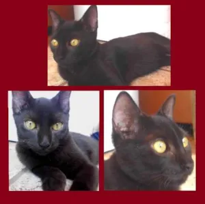 Gato raça SRD idade 2 a 6 meses nome Allan