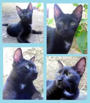 Gato raça SRD idade 2 a 6 meses nome Poe