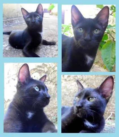 Gato ra a SRD idade 2 a 6 meses nome Poe
