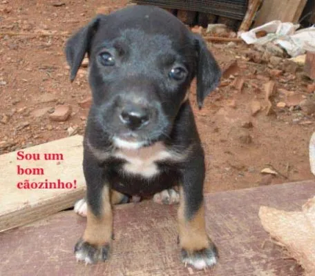 Cachorro ra a mistura idade  nome princesa