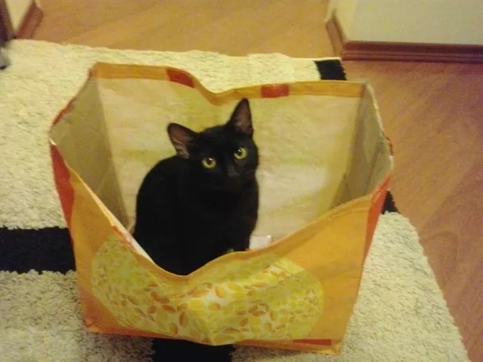 Gato ra a SRD idade 2 a 6 meses nome Bebê