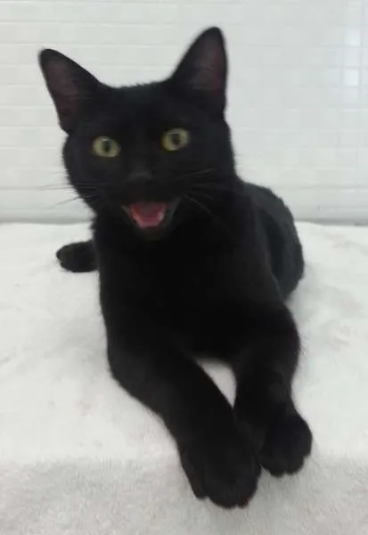 Gato ra a SRD idade 2 a 6 meses nome Bebê